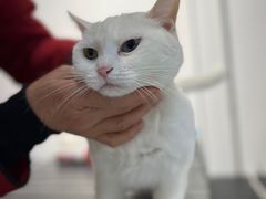 -琪喵猫屋·撸猫猫咖·猫舍