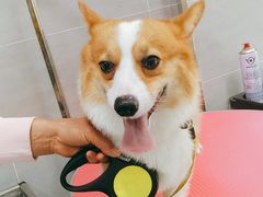 -宠福鑫康馨动物医院·骨科·眼科