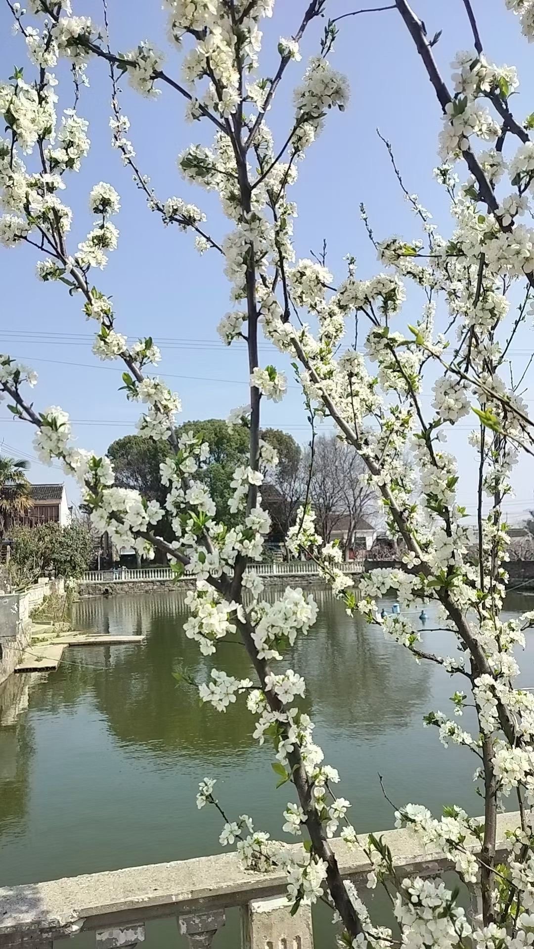 桃花李花竞相开放图片