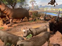 -陕西自然博物馆