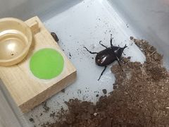 -上海昆虫博物馆