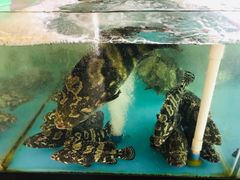 -海蓝海鲜馆(五四北店)