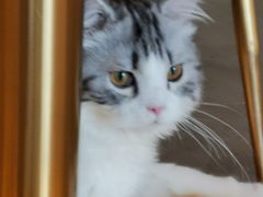 -飞行喵MR PILOT|猫舍·猫咖(静安大融城店)