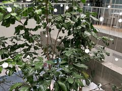 环境-大树餐厅(红旗街万达店)