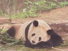 -中国大熊猫保护研究中心雅安碧峰峡基地