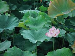 -梁鸿国家湿地公园