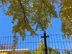 -三里屯东五街银杏大道