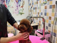 -唯美宠物生活馆(绿地国际生态城店)