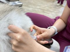 -美联众合动物医院·24h转诊中心