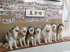 -星多哈·狗咖·拼豆·咖啡