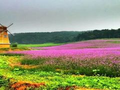 android_upload_pic-北京东方普罗旺斯薰衣草庄园