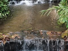 -莫里热带雨林景区