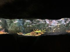 -暹罗海洋世界