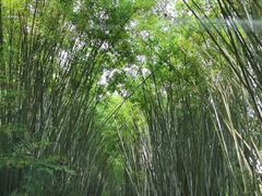 -海南热带野生动植物园