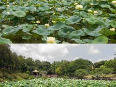 -广州莲花山旅游区