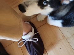 -喜柴咖啡·柴犬狗咖