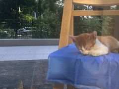 -瑞派康怡24h宠物医院·犬猫医疗中心·微创绝育(瑞景分院)
