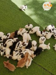 -萌宠亲子动物乐园(槐房万达店)