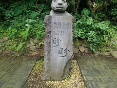 -都江堰中华大熊猫苑