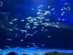 -海合安武汉极地海洋公园