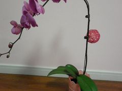 -FEI FEI FLOWER鲜花店·气球派对·宝宝宴布置(虹口德必运动Loft店)