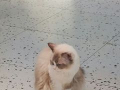 -喵喵咪呀布偶猫咖(春熙路店)