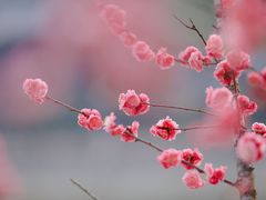 -望江楼公园