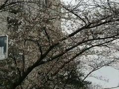 -武汉大学-樱园