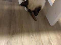 -李小姐の猫咖啡馆(五角场店)