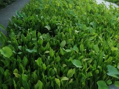 -白塘生态植物园