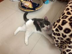-lincat·猫舍(广州店)