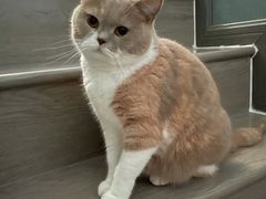 -伟伟宠物医院·CT影像中心·瑞派犬猫综合性门诊(汉口总院)