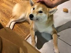 -柴务处·柴犬主题狗咖