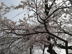 -桃花堤公园