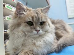 -纳吉亚猫专科动物诊疗中心(蒋宅口分院)