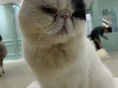 -安格丽娜·狗咖·猫咖羊驼咖(春熙路百盛商场店)