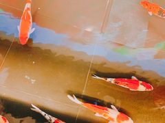 -雅和睿景·商务宴·风味土窑鸡(花博汇店)