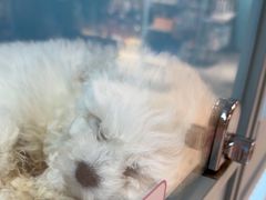 -FAELING PETS美天灵宠物(合生汇店)