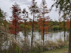 -上海长兴岛郊野公园