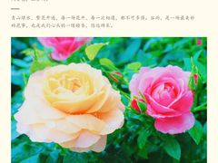-上海滨江森林公园