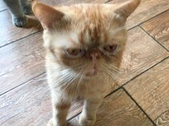 -more than meow吴止猫主题餐厅(承德 中船汇店)