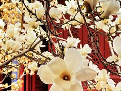 -天津大悲禅院