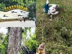 -西双版纳原始森林公园