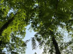 -黄海国家森林公园