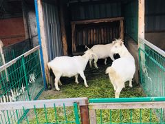 -明珠湖天鹅苑·农家菜馆