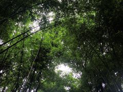 -峨眉山报国寺