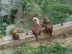 -哈尔滨北方森林动物园