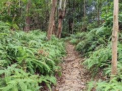 -火炉山森林公园