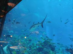-亚特兰蒂斯•OSSIANO奥西亚诺海底餐厅