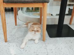 -喵园·猫主题咖啡厅·撸猫·猫咖(国贸店)